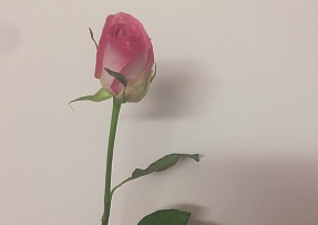 QQͼƬ20161201141950.png
